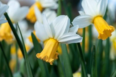 These are the best shorter daffodils to plant now for spring – according to RHS trials