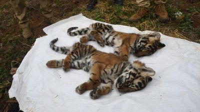 Four tiger cubs found dead in the Nilgiris, toll goes up to 10 in 1 month