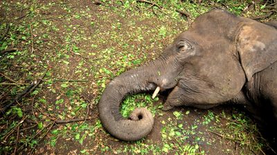 Pregnancy-related complications probable reason for female elephant’s death near Coimbatore