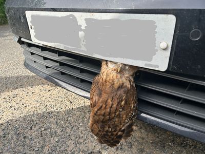 Owl survives after spending night with head stuck in car’s front grill