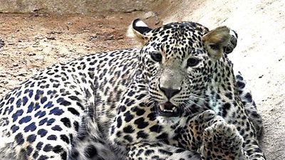 Seven leopard cubs die at Bannerghatta Biological Park in Bengaluru after virus attack