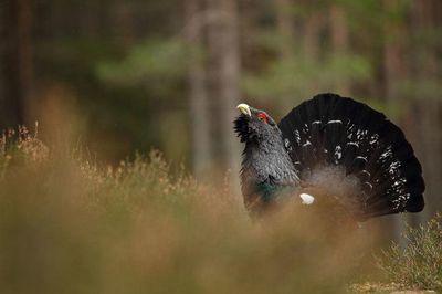 Dawn patrols and CCTV hailed as success in protecting capercaillie in Cairngorms