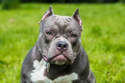 Scottish Government to be involved in key talks on banning XL bully dogs