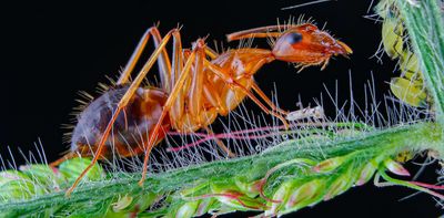 Why invasive ants are a silent threat to our ecosystems