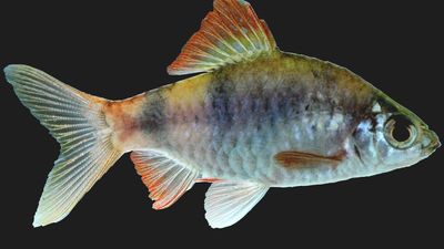 Kufos succeeds in captive breeding of threatened Indian ornamental fish