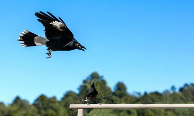 Forced to confront my own mortality, the currawong’s carolling became a song of hope