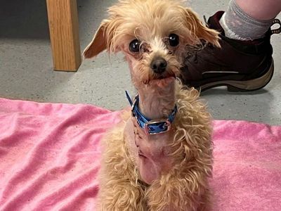 Rescued Three-legged Poodle Has Incredible Transformation