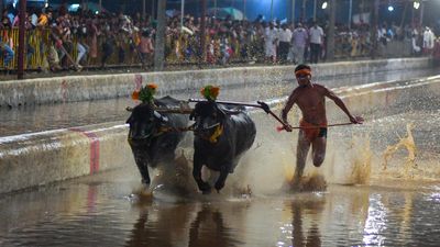 In a first, Kambala from coastal region set to be hosted in Bengaluru