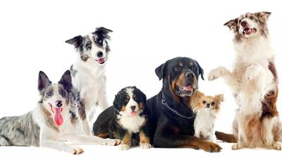 New bacterial infection from dogs spreads to humans in the UK