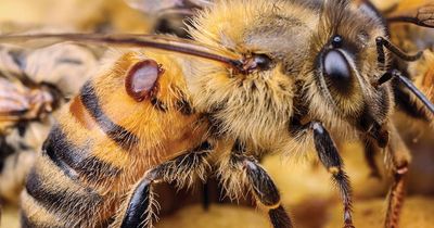 'Final line': hopes of wiping out varroa mite in Australia abandoned