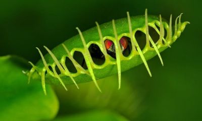 Plantwatch: Venus flytrap has ‘fire alarm’ to detect blaze danger