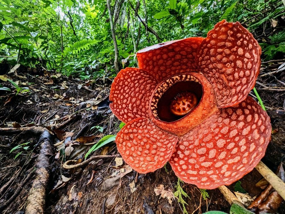 The world’s largest and stinkiest flower in danger…