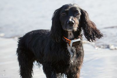 Warning as rare dog disease transfers to humans in UK