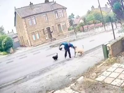 Dog walker dragged into traffic as ‘out of control’ bullmastiff attacks him in street