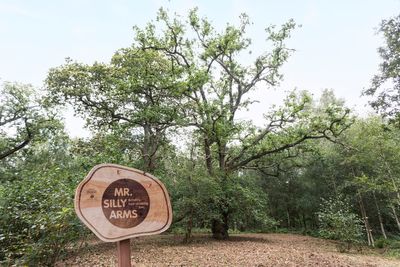 150-year-old oak crowned as UK’s perfect climbing tree