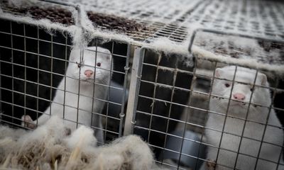 ‘Do not approach’: up to 8,000 minks escape from farm in Pennsylvania