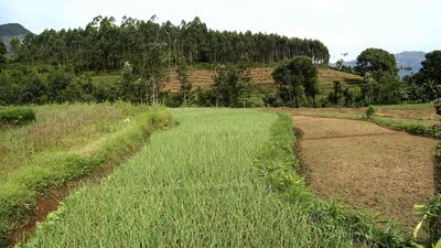 Kanthalloor garlic price reaches a new high