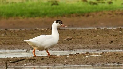 Rare leucistic Indian spot-billed duck spotted in water body near Tiruppur