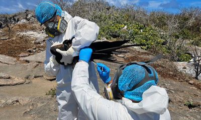 Galápagos Islands tightens biosecurity as avian flu threatens unique species