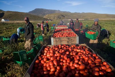 The real cost of farming in S. Africa