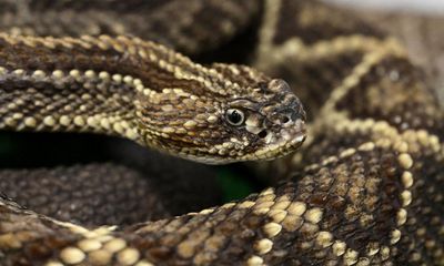 Amazon driver in serious condition after rattlesnake bite in Florida