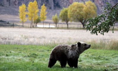 ‘Not accurate’: Republican wrong to say Montana has more bears than people