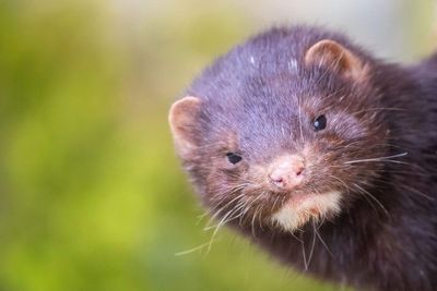 Thousands of mink freed from farm after wire fence cut: ‘Just stay away’