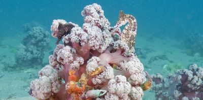 Sex life discovery raises IVF hope for endangered purple cauliflower soft coral