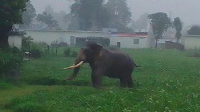 Project Elephant debuts in Himachal Pradesh as jumbo tuskers make a beeline