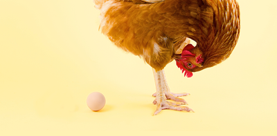 Curious Kids: what came first, the chicken or the egg?