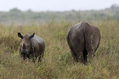 Malaysian nicknamed the ‘Godfather’ jailed in US for rhino horn trafficking