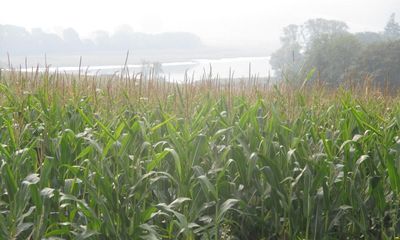 Country diary: September’s hazy warmth has cheered the local farmers