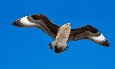 Two rare seabirds spotted off Isles of Scilly