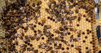 Bee virus now under new 'management' in sobering 'extinction crisis' reminder