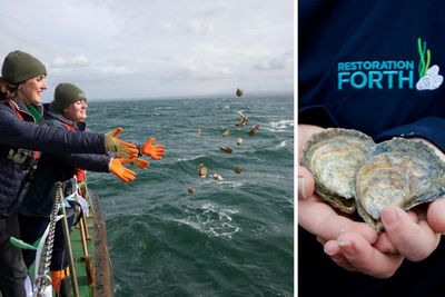 Native oysters return to Firth of Forth for first time in 100 years