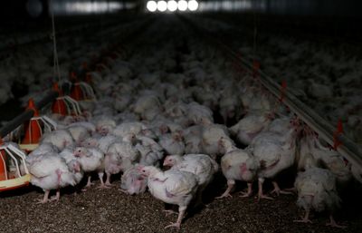 Power crisis, bird flu trigger imminent chicken shortage in South Africa