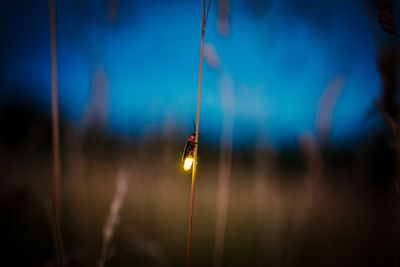 Can we save fireflies from extinction?