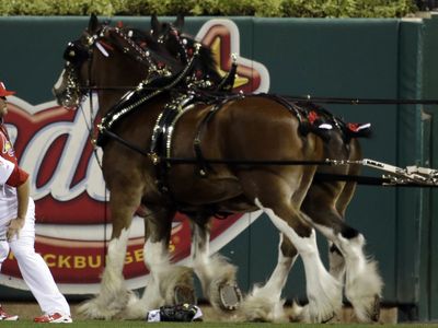 Anheuser-Busch says it will no longer amputate the tails of Budweiser's Clydesdales