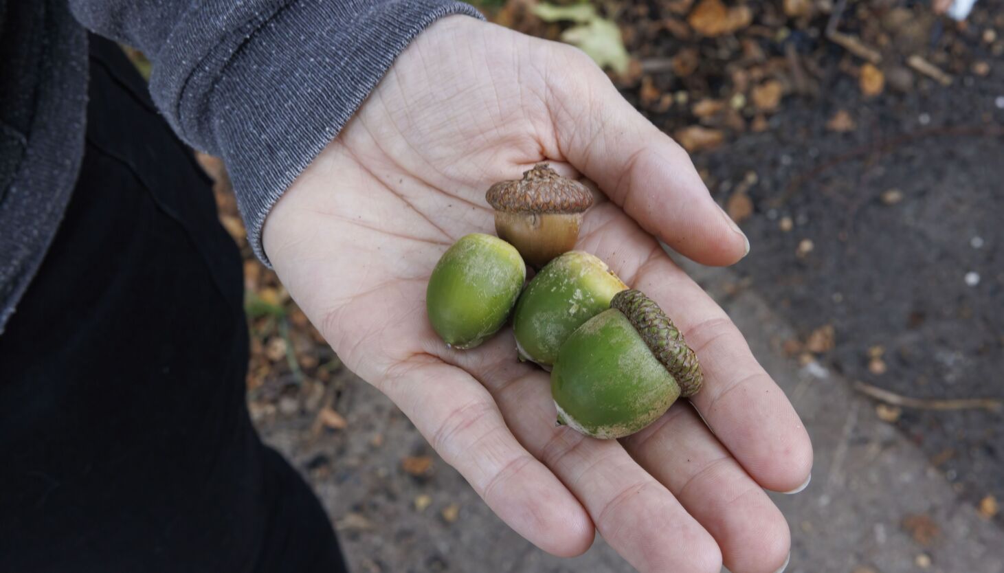 Acorns galore ‘Mast year’ for oak trees means massive…