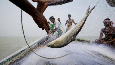 Ahead of Durga Puja, Bangladesh allows export of Hilsa fish to India