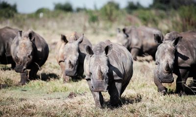 Rhino numbers rebound as global figures reveal a win for conservation