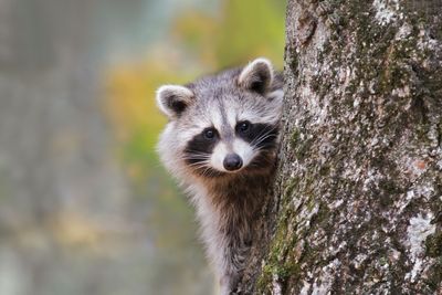 How to make tasty vaccines for raccoons