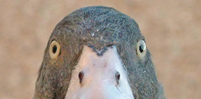 How ducks, geese and swans see the world – and why this puts them at risk in a changing environment