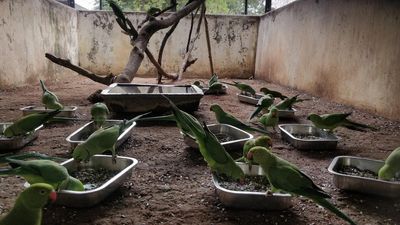 People handover 130 parakeets that were kept as pets to Forest Department in Coimbatore Forest Division