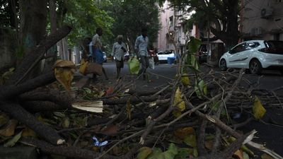 Greater Chennai Corporation takes up pruning of trees in zone 9