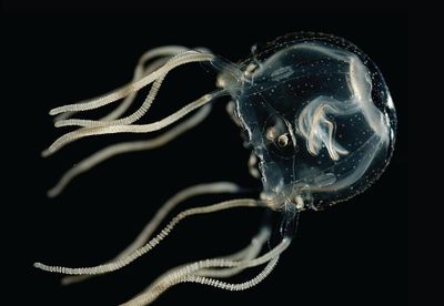 Jellyfish show how you don’t need a brain to learn, say researchers