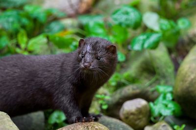 Hundreds of mink set loose from fur farm