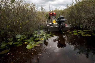 U.S. to nominate Okefenokee Swamp refuge for listing as UNESCO World Heritage site