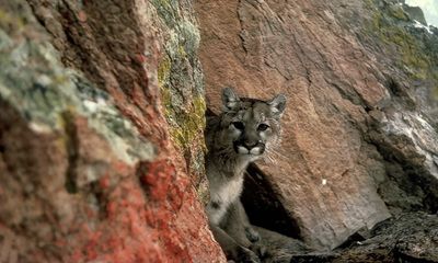 Extremely rare cougar sighting documented in Missouri