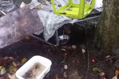 Dog rescued after being found tethered to tree and 'abandoned'